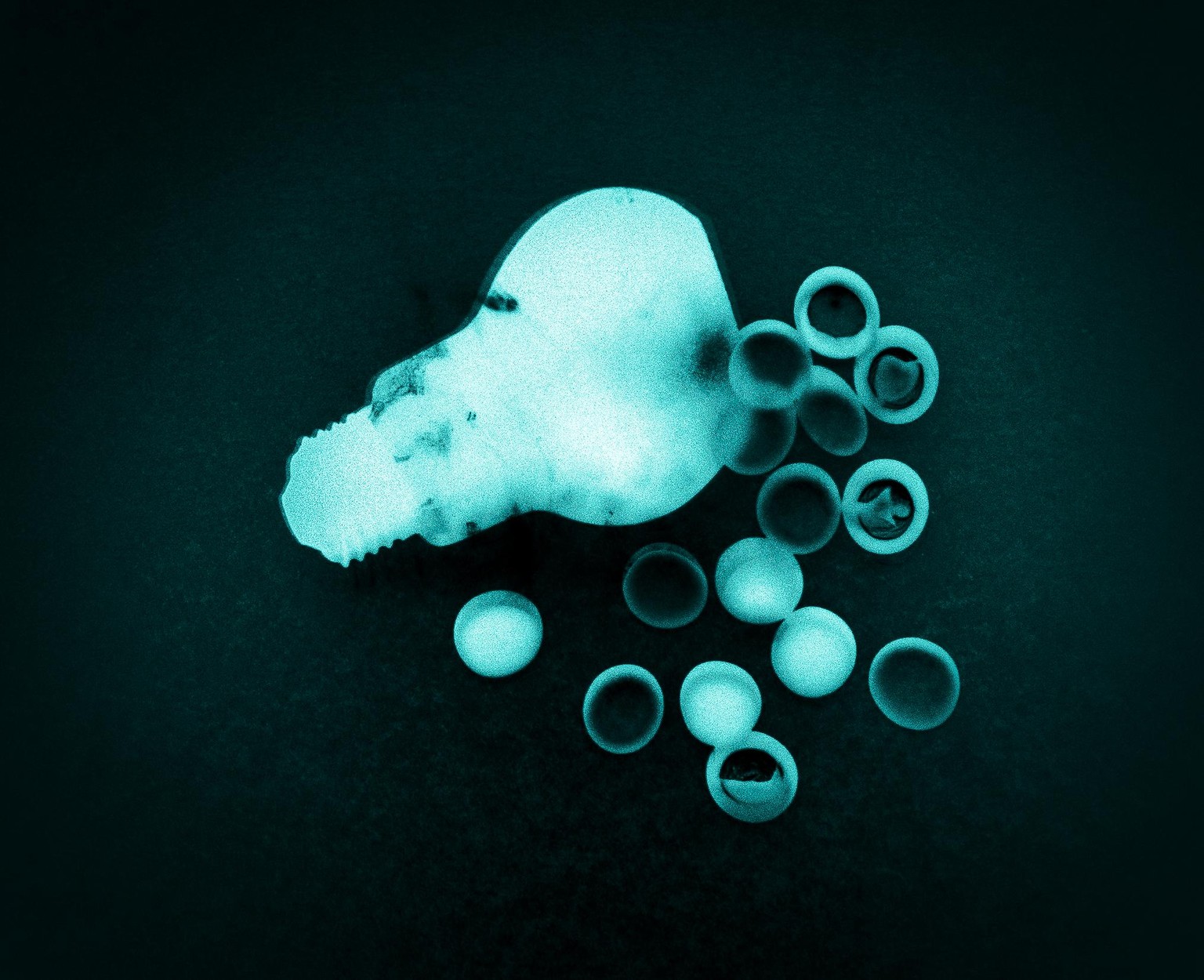 Photograms - image 4 - student project