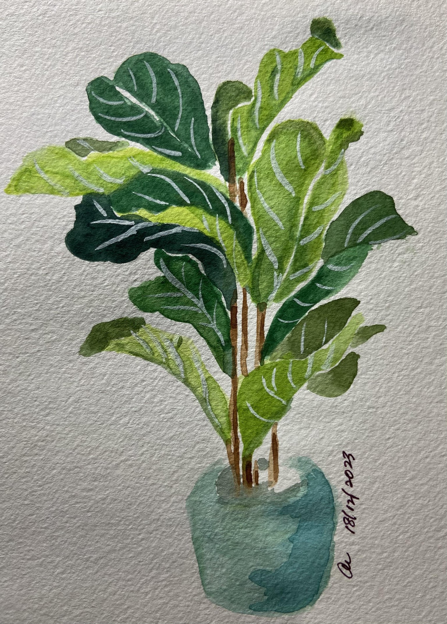 FIDDLE LEAF FIG - image 1 - student project