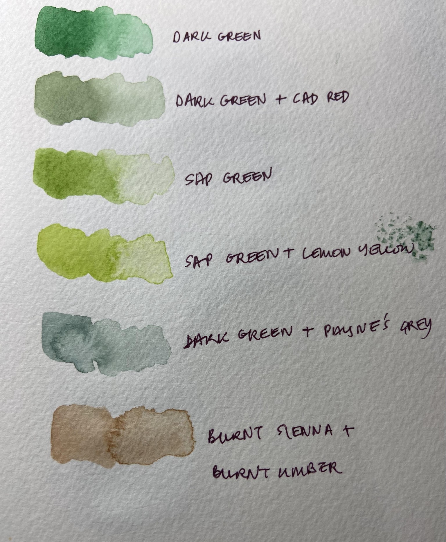FIDDLE LEAF FIG - image 2 - student project