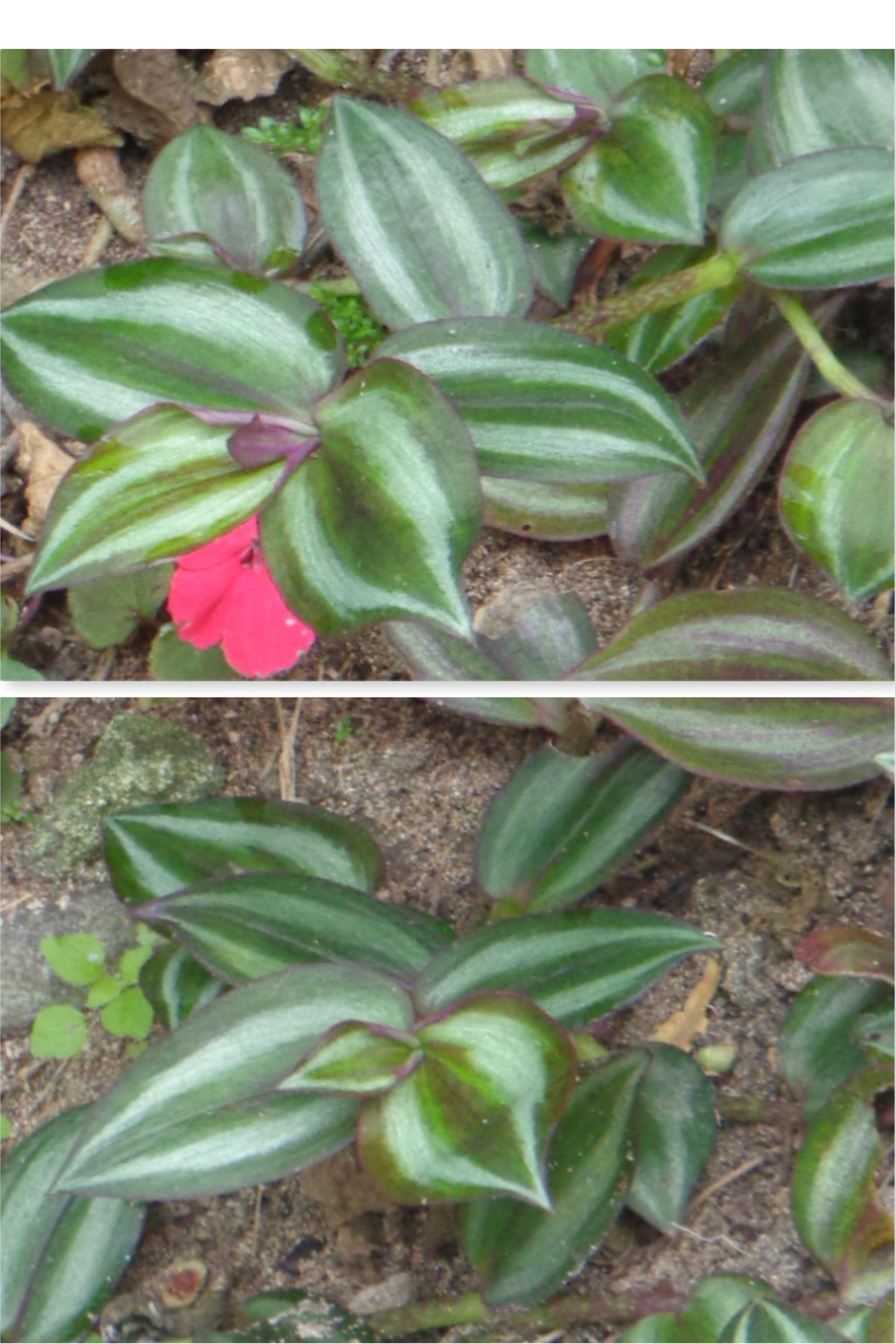 Tradescantia - Wandering Jew Plant - image 2 - student project