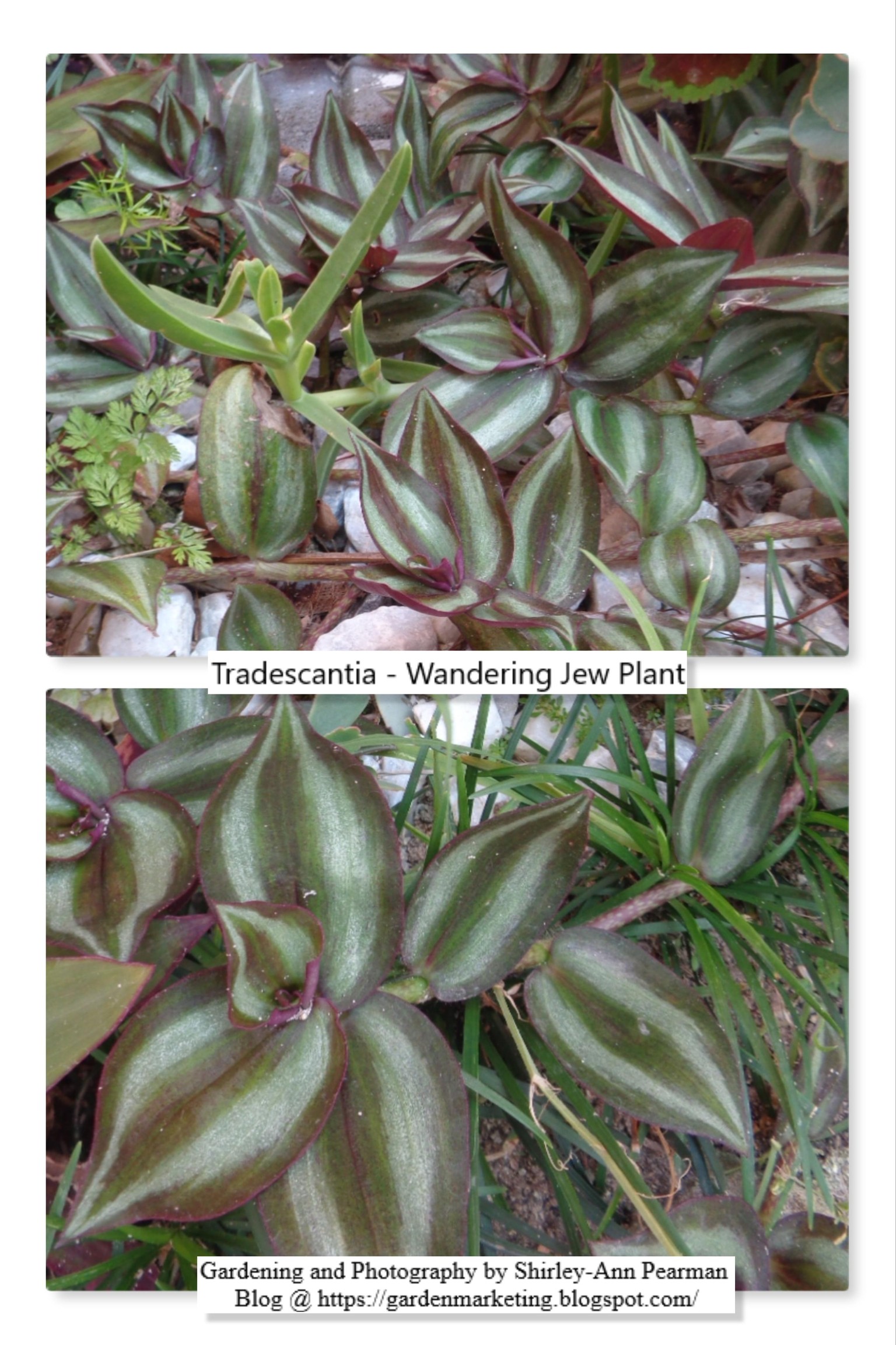 Tradescantia - Wandering Jew Plant - image 1 - student project