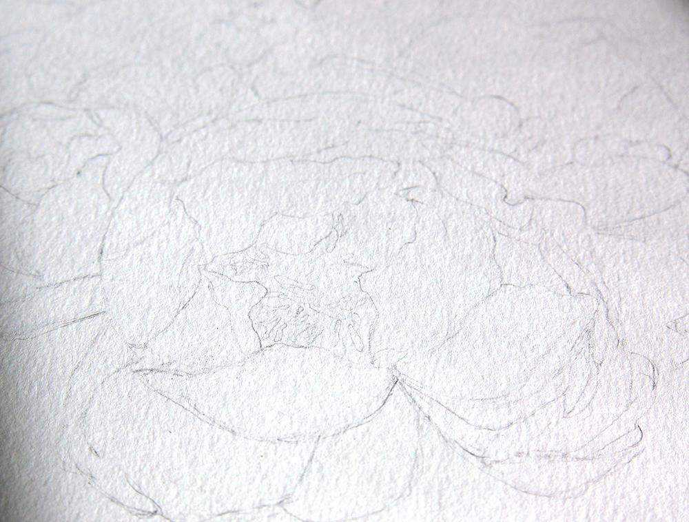 peonies - image 2 - student project