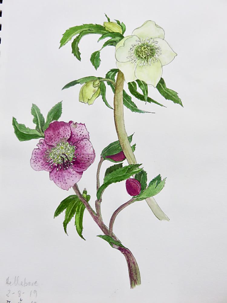 Hellebore - image 5 - student project