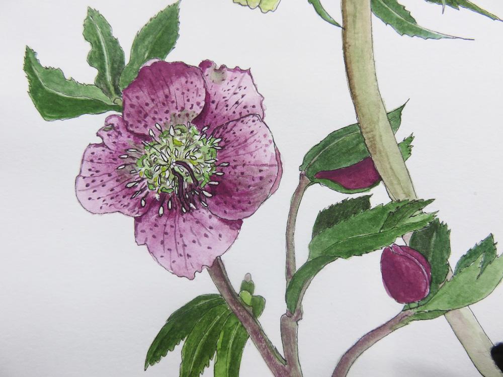 Hellebore - image 4 - student project
