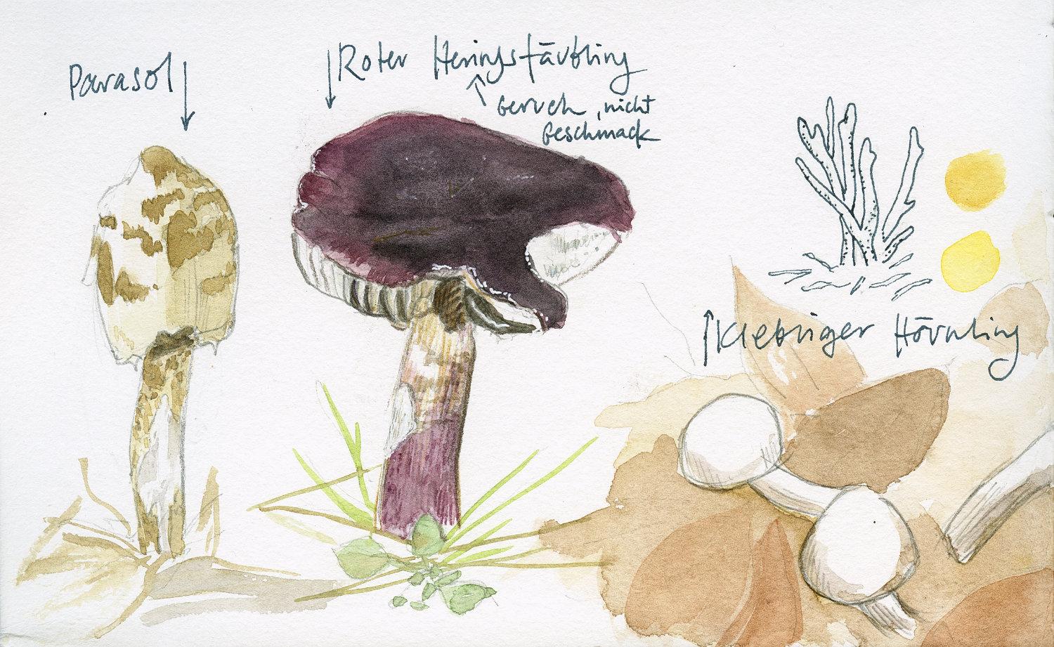 Sketching mushrooms! - image 3 - student project