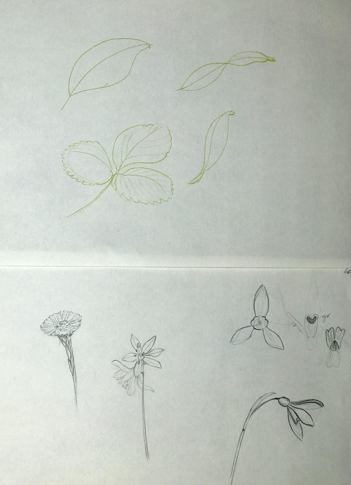 Sketching nature exercises + demos - image 19 - student project