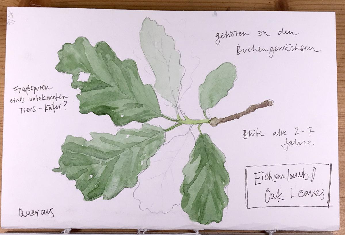 Sketching nature in summer - image 3 - student project