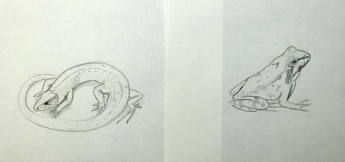 Sketching nature exercises + demos - image 25 - student project