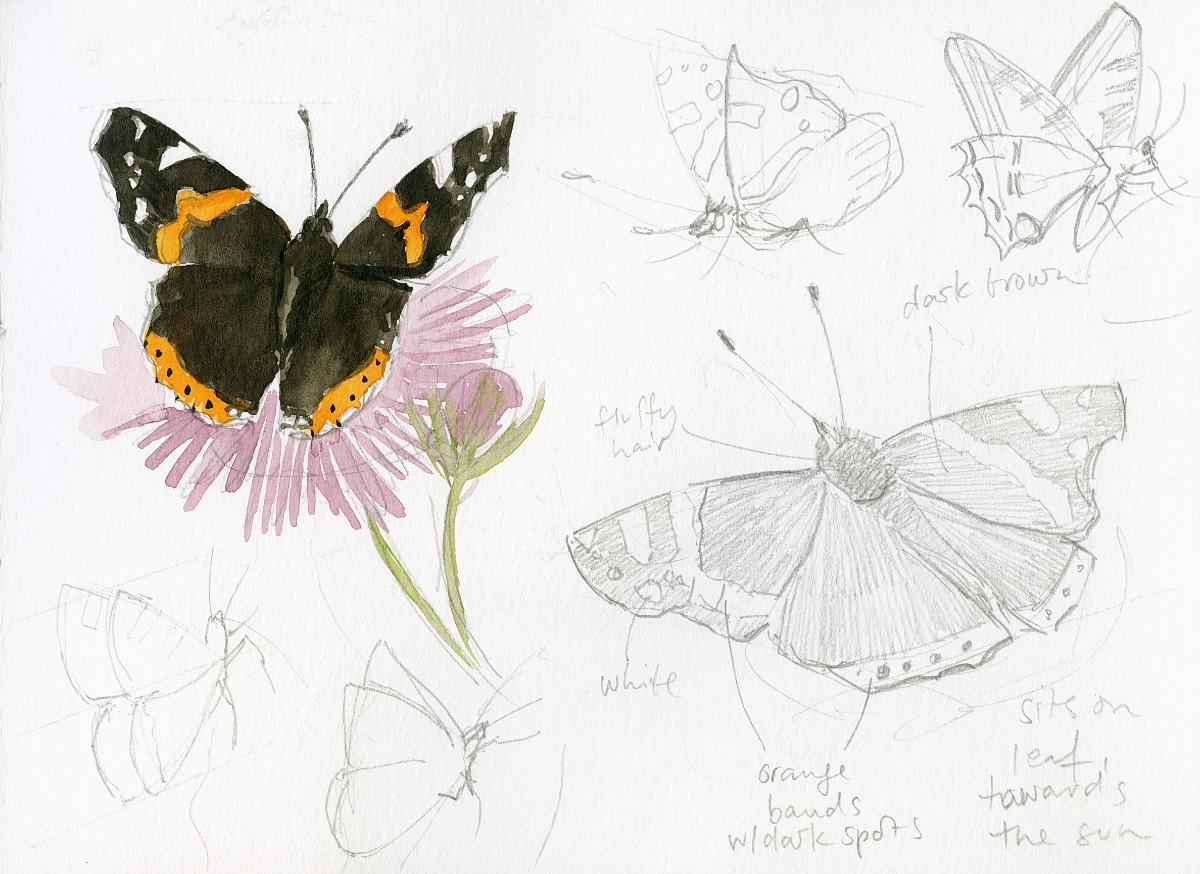 Drawing And Painting Butterflies - image 3 - student project