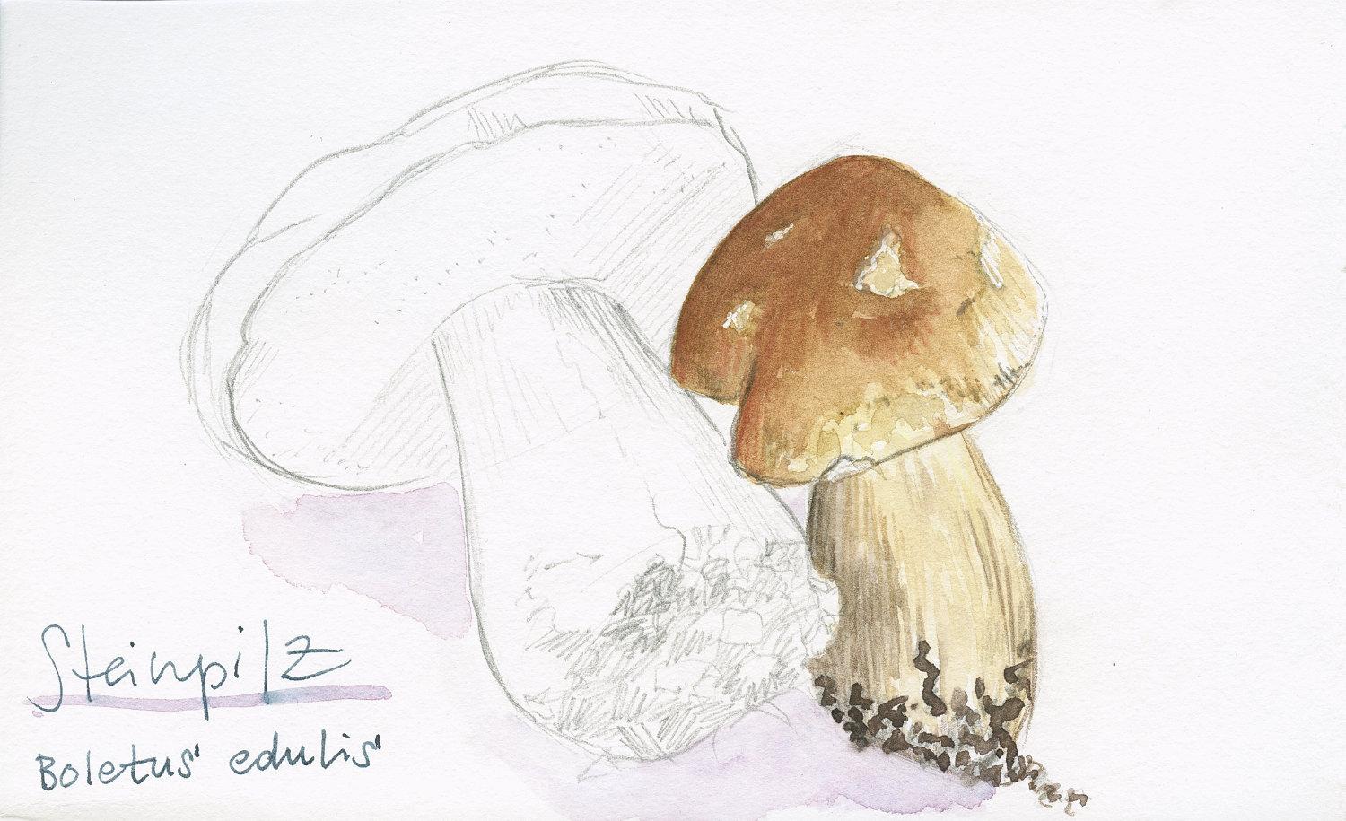 Sketching mushrooms! - image 5 - student project
