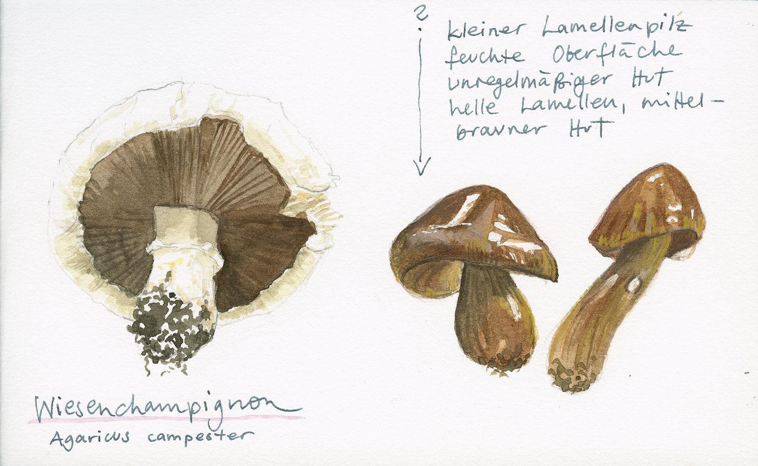 Sketching mushrooms! - image 8 - student project