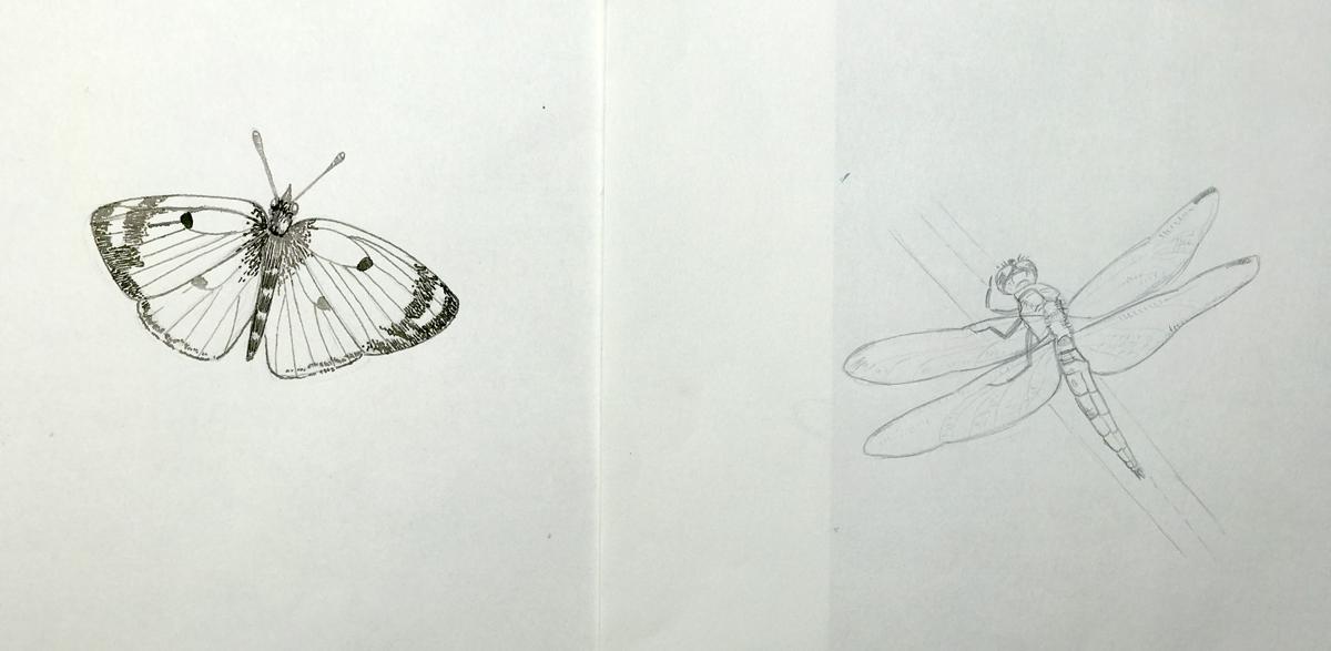 Sketching nature exercises + demos - image 22 - student project