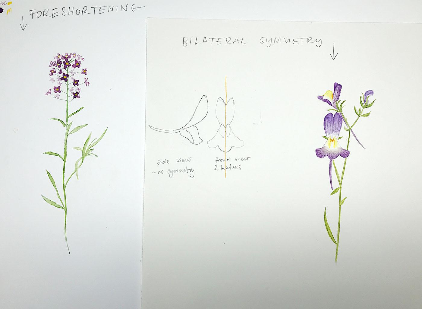 Sketching Wildflowers! - image 2 - student project