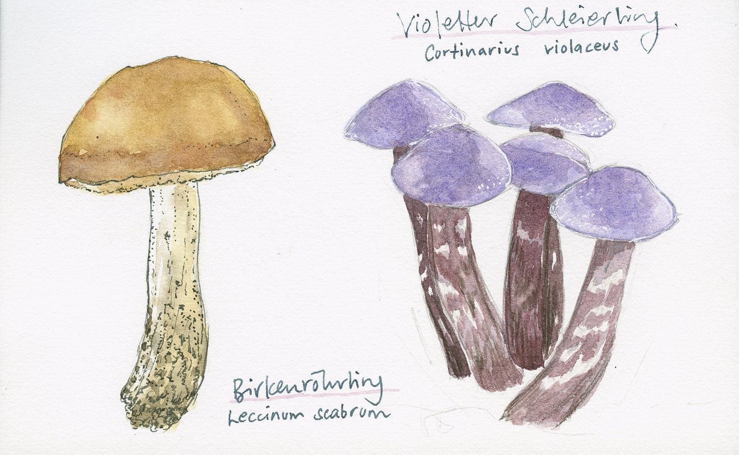 Sketching mushrooms! - image 7 - student project