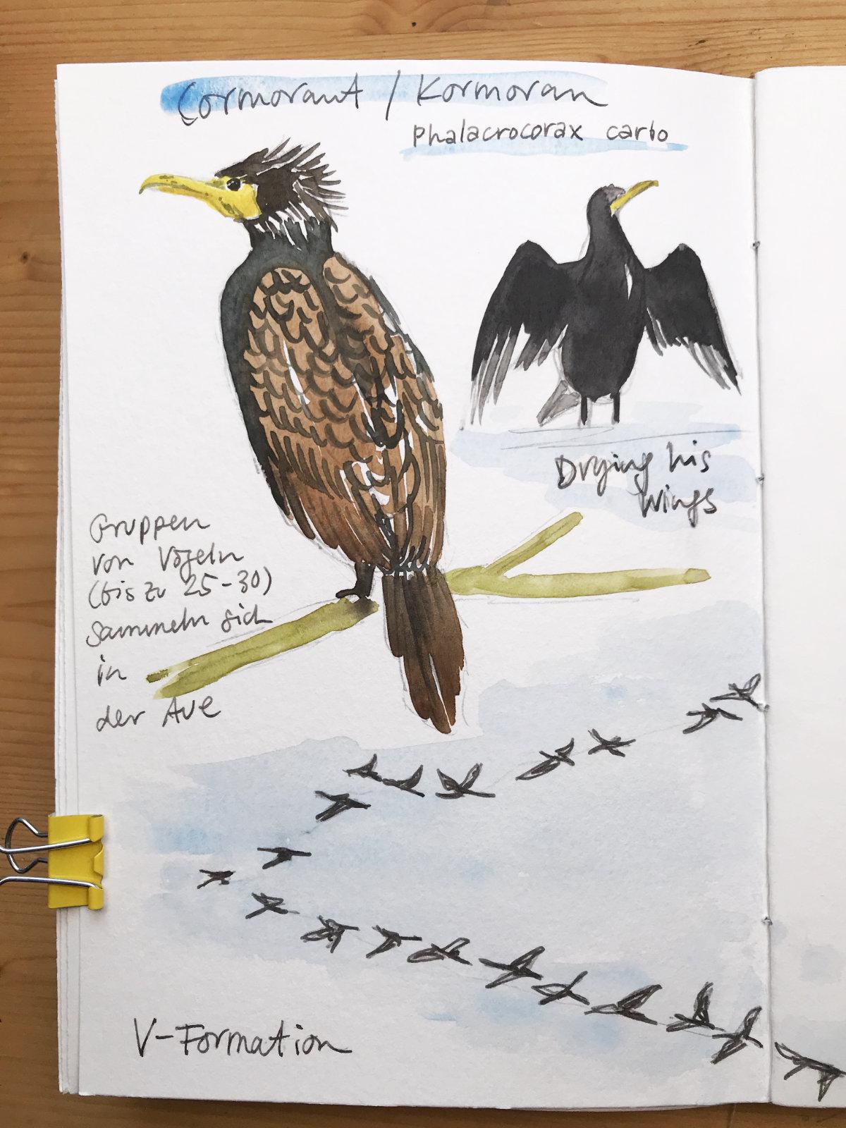 Nature Journaling in Autumn - image 4 - student project
