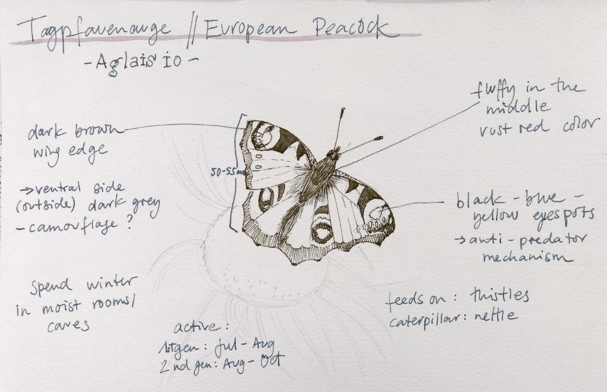 Nature Sketching Compositions - image 1 - student project