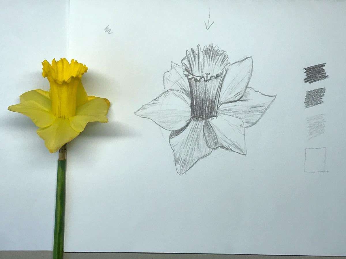 Sketching nature exercises + demos - image 12 - student project