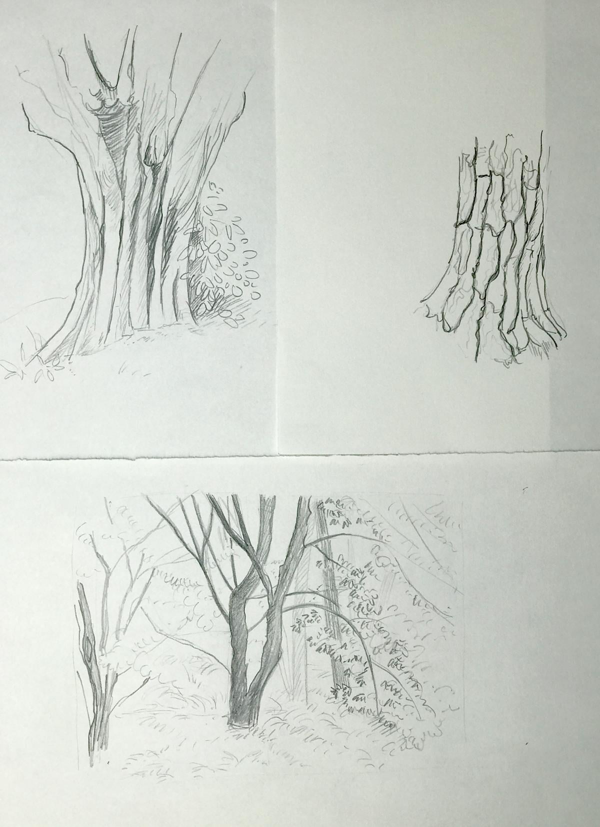 Sketching nature exercises + demos - image 21 - student project