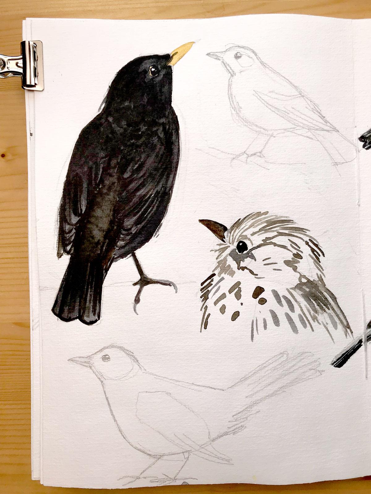 Drawing And Painting Birds - image 3 - student project