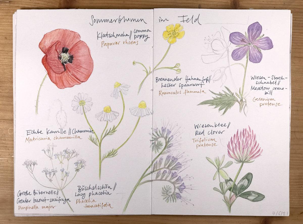 Sketching nature in summer - image 1 - student project
