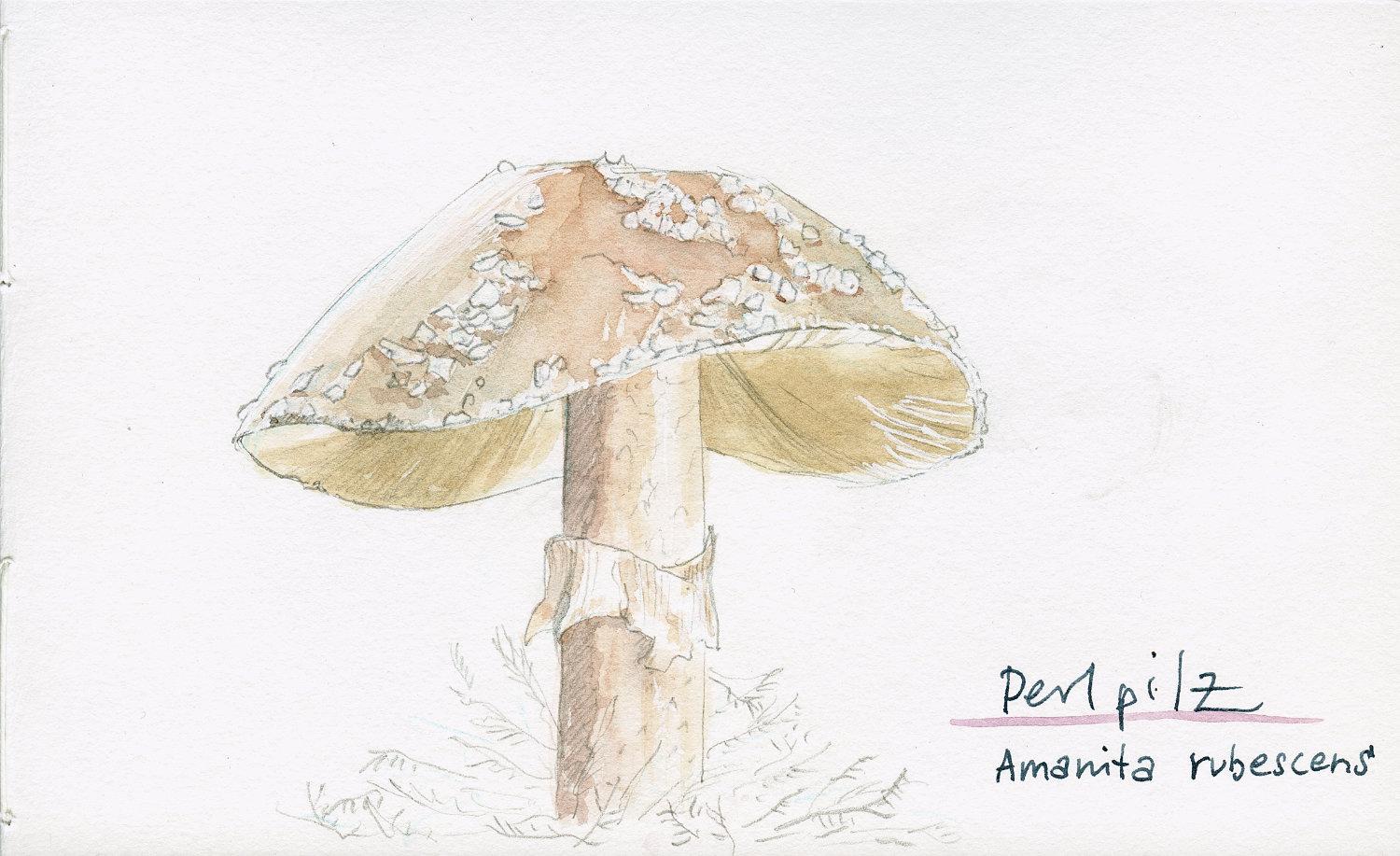 Sketching mushrooms! - image 4 - student project
