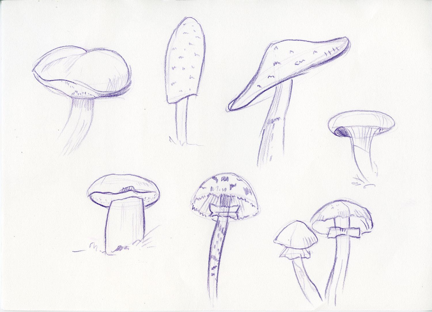 Sketching mushrooms! - image 2 - student project