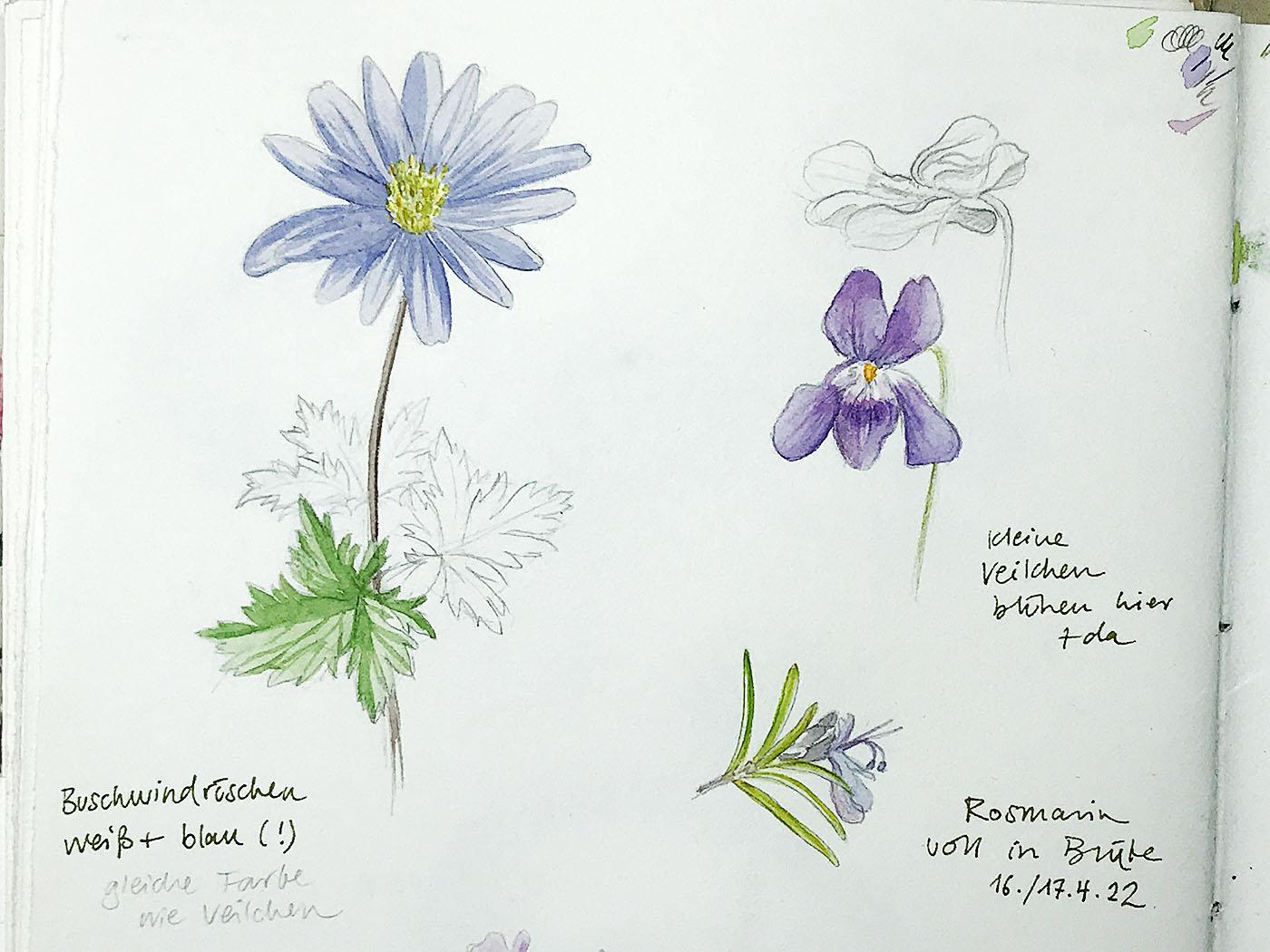 Sketching Wildflowers! - image 5 - student project