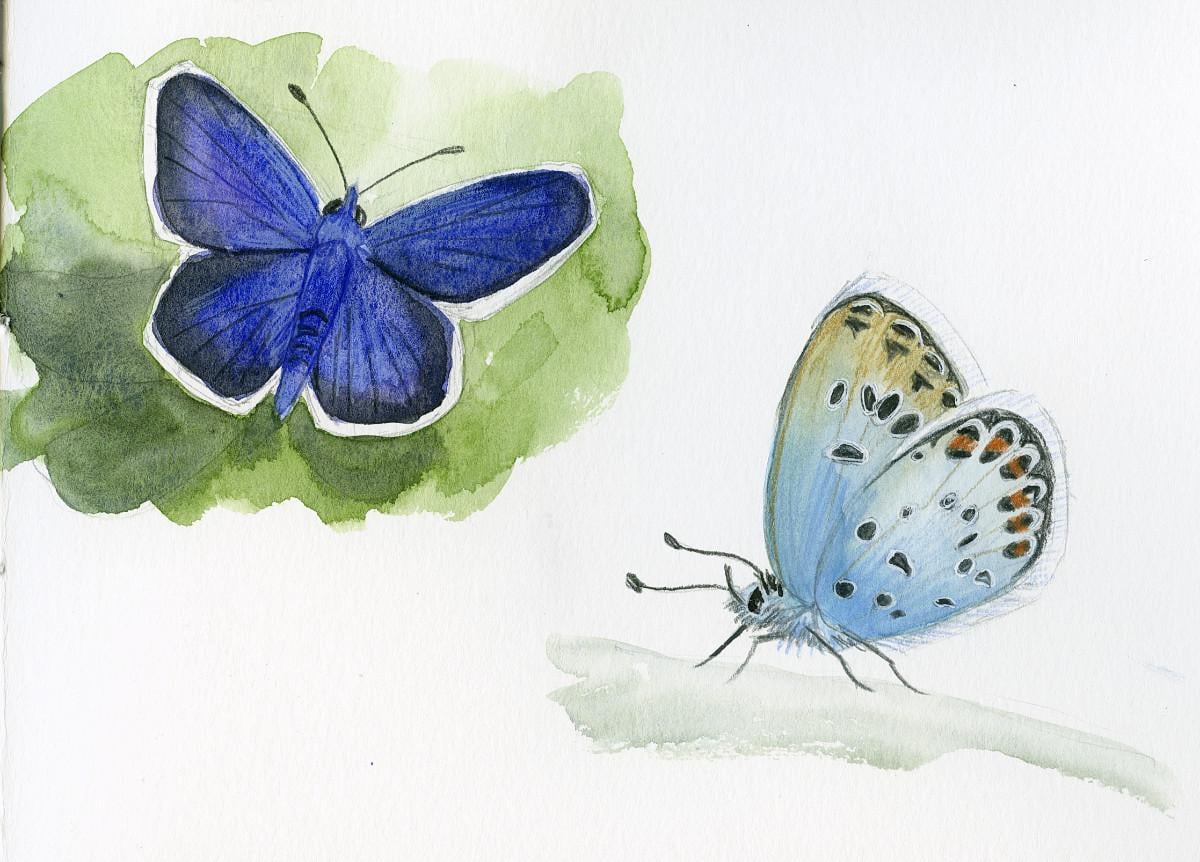 Drawing And Painting Butterflies - image 2 - student project