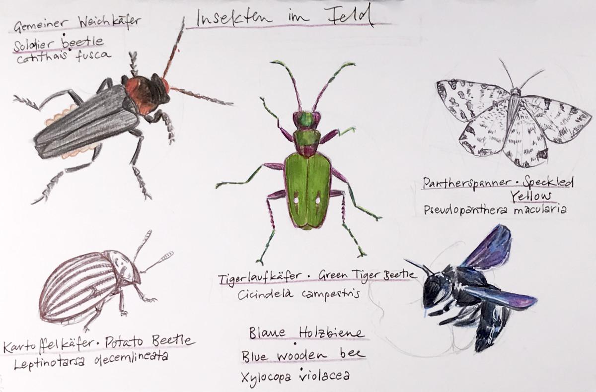 Sketching nature in summer - image 4 - student project