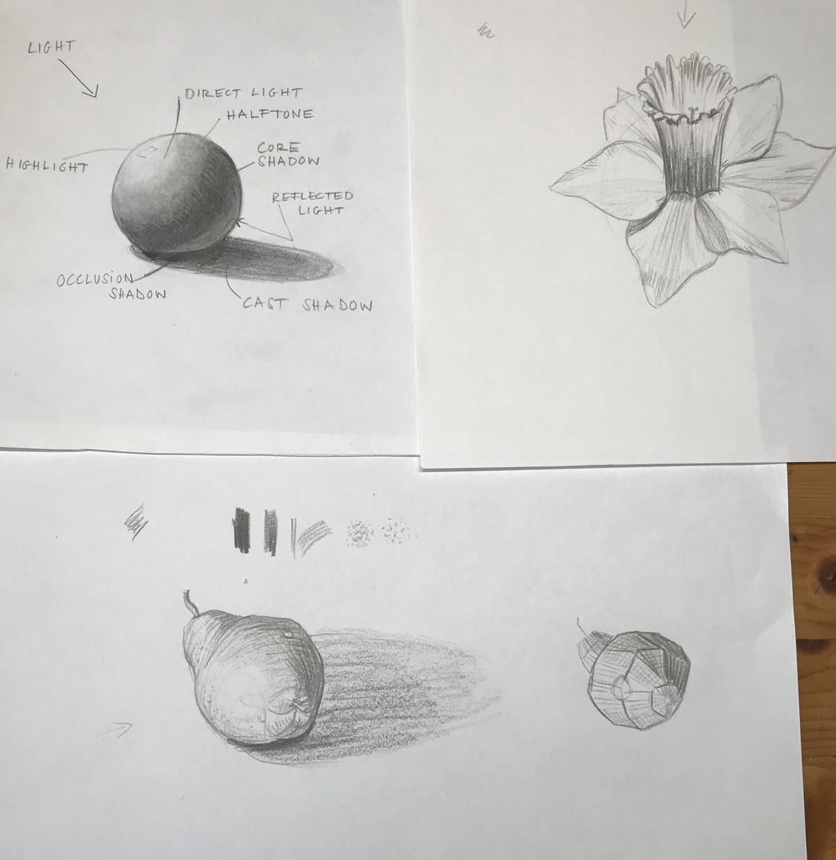 Sketching nature exercises + demos - image 11 - student project