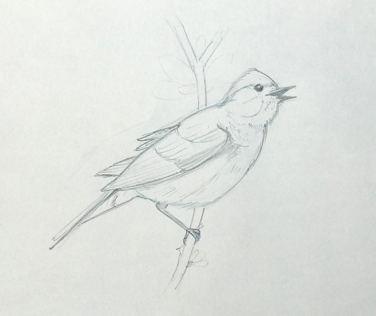 Sketching nature exercises + demos - image 17 - student project