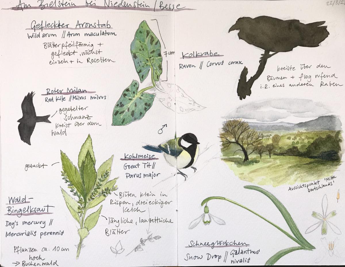 Nature Sketching Compositions - image 4 - student project