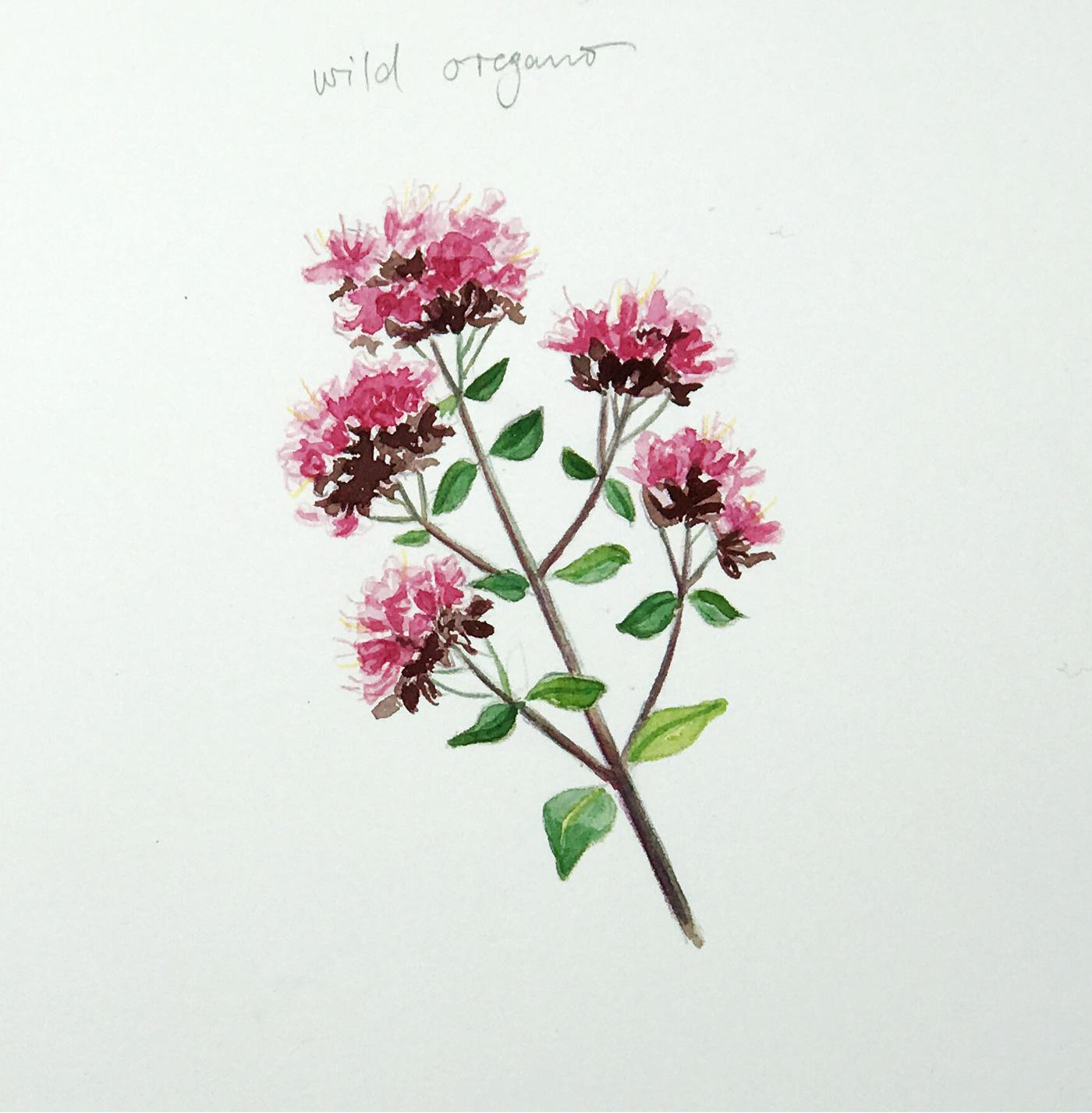 Sketching Wildflowers! - image 6 - student project