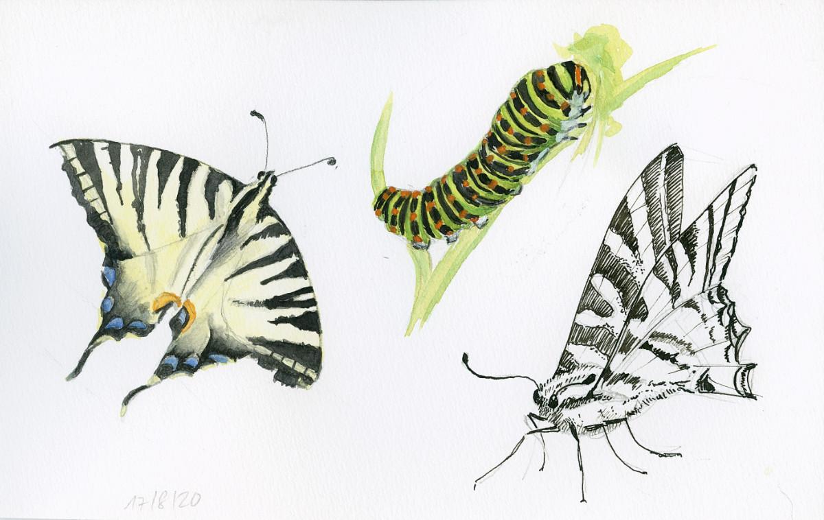Drawing And Painting Butterflies - image 5 - student project