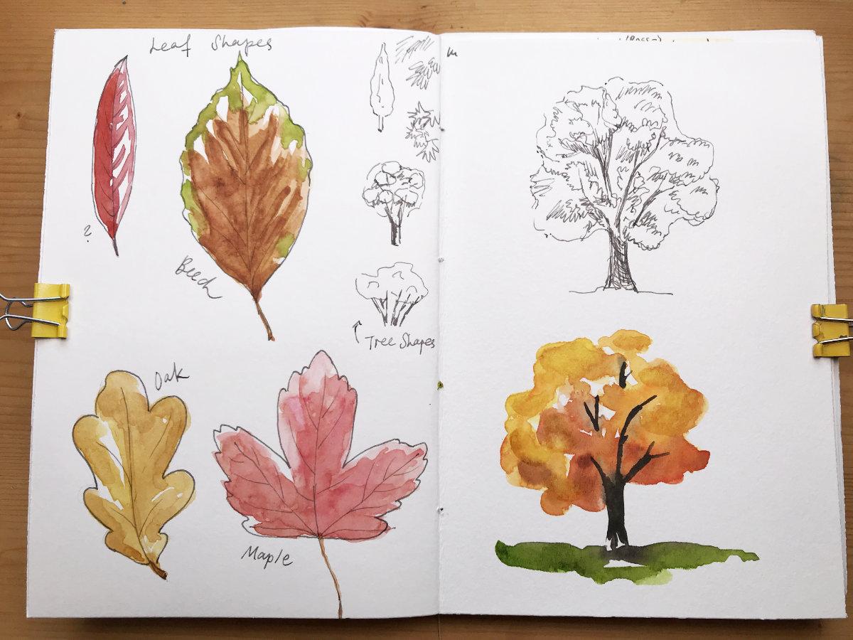 Nature Journaling in Autumn - image 2 - student project