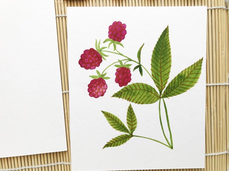 3 different berries in watercolor + ink - image 4 - student project