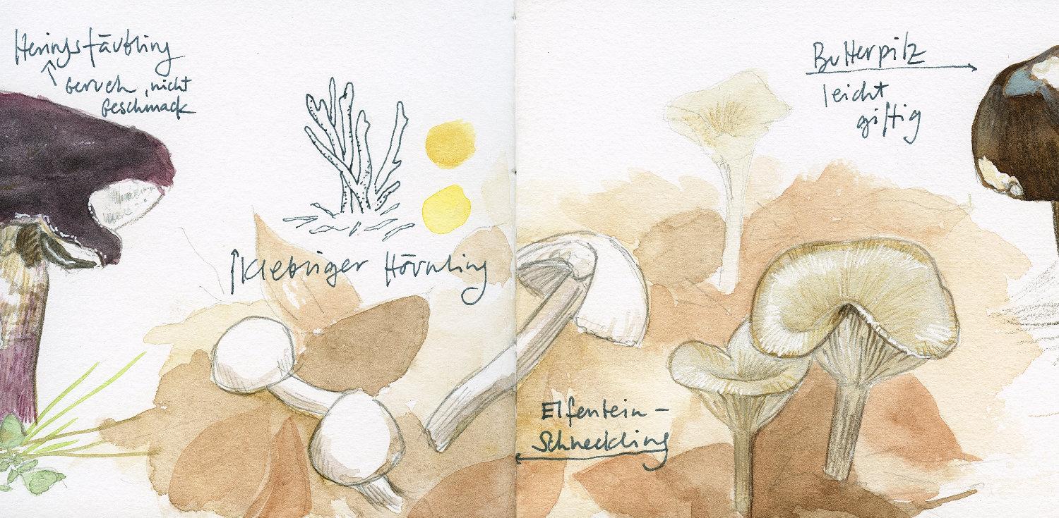Sketching mushrooms! - image 6 - student project