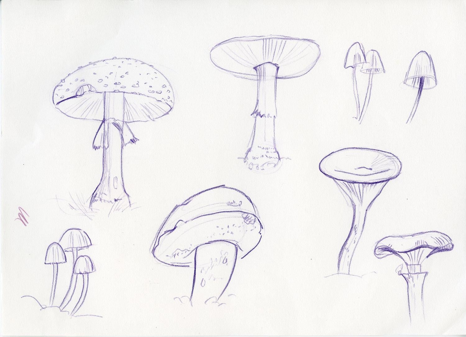Sketching mushrooms! - image 1 - student project