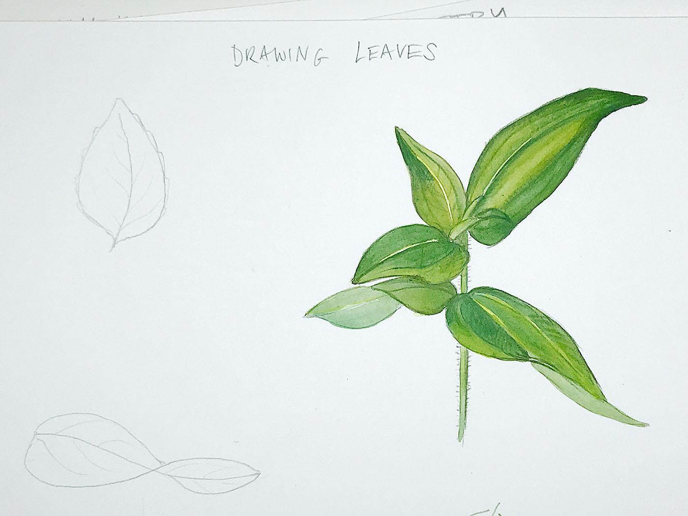 Sketching Wildflowers! - image 4 - student project