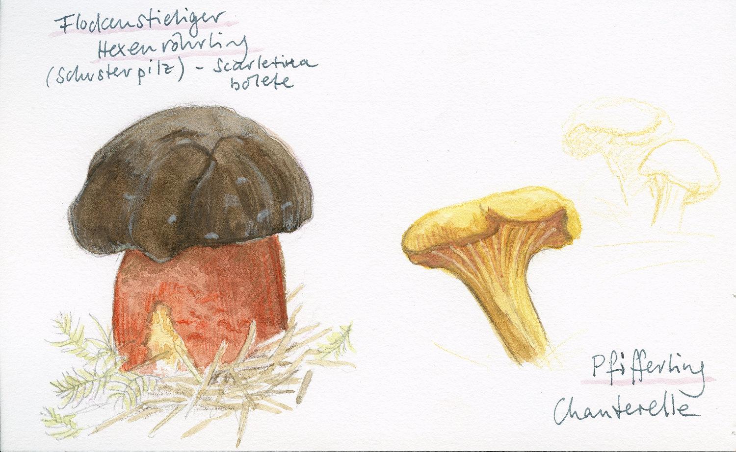 Sketching mushrooms! - image 9 - student project
