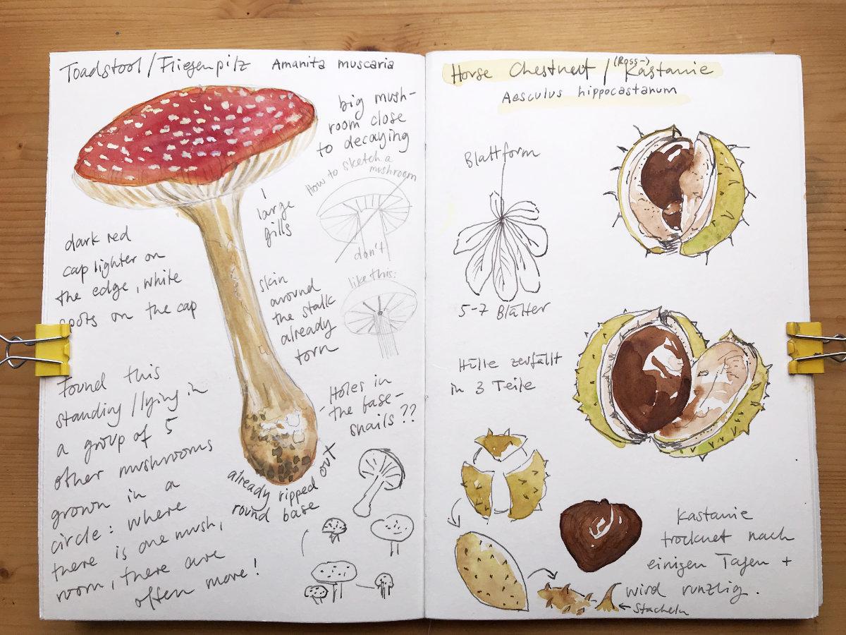 Nature Journaling in Autumn - image 3 - student project