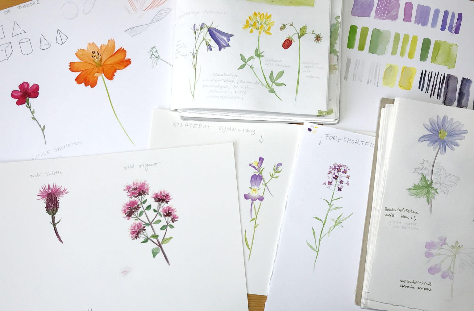 Sketching Wildflowers! - image 8 - student project