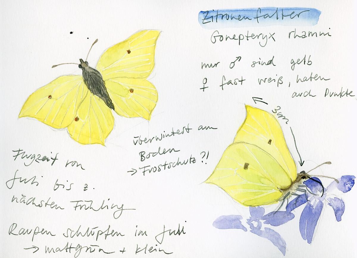 Drawing And Painting Butterflies - image 1 - student project