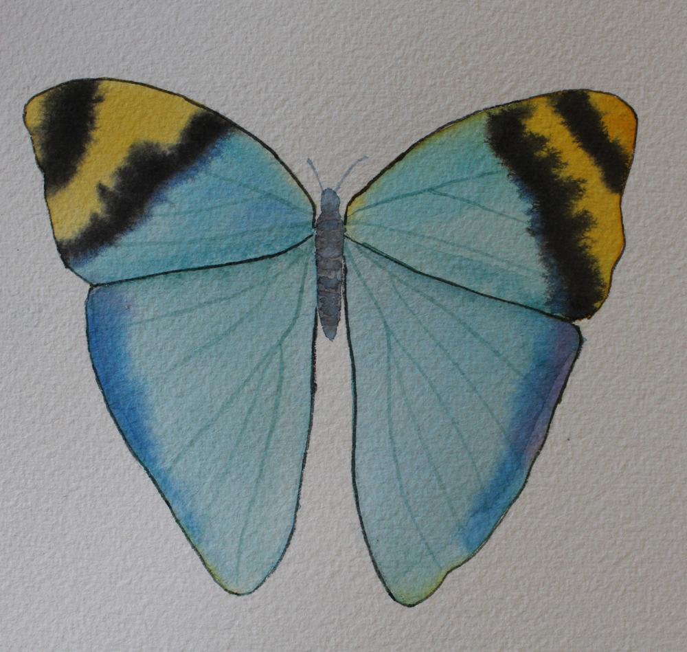 Watercolor Butterflies  - image 1 - student project