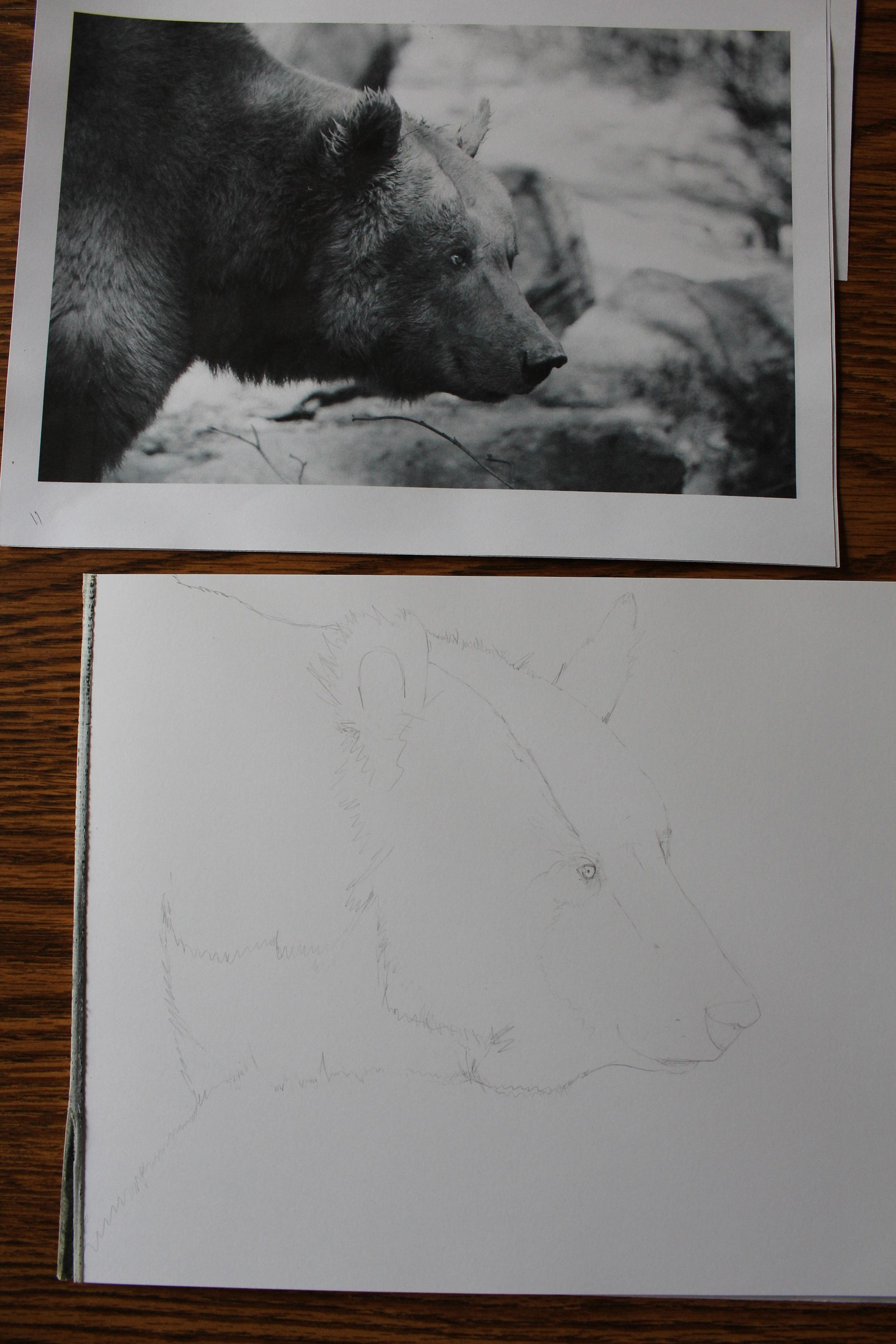 Ink Portraits of Wild Animals/different approaches - image 2 - student project