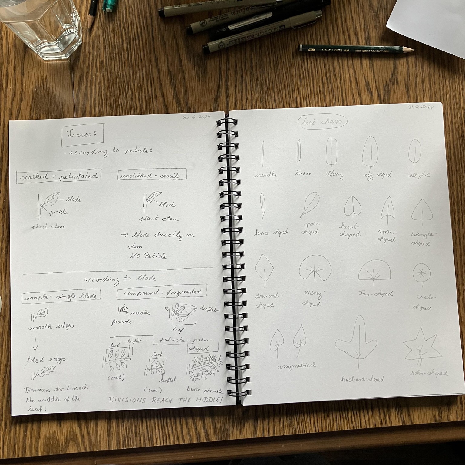 Creating drawings with different leaves/updated - image 1 - student project
