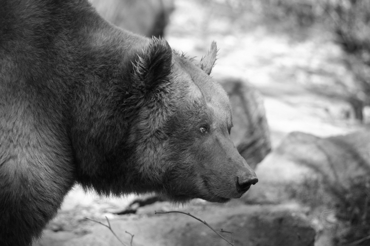Ink Portraits of Wild Animals/different approaches - image 1 - student project