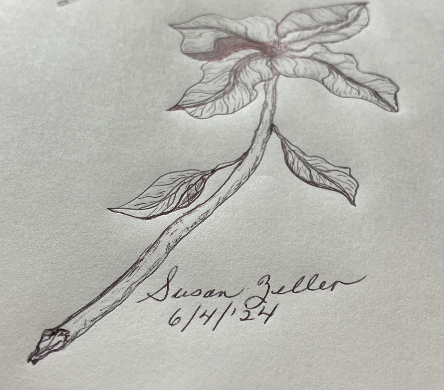 Flower Illustration - image 1 - student project
