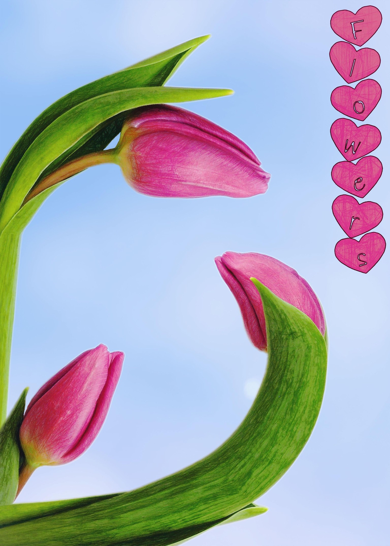 Tulips - image 1 - student project