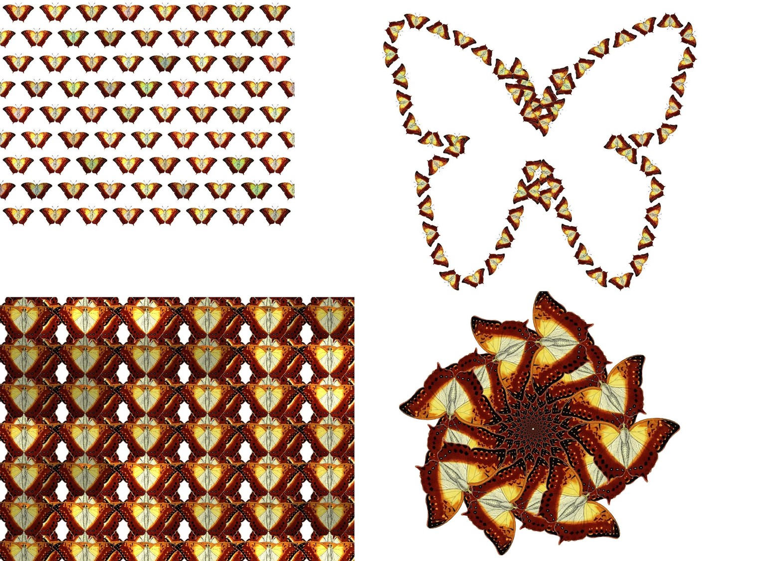 Butterfly - image 1 - student project